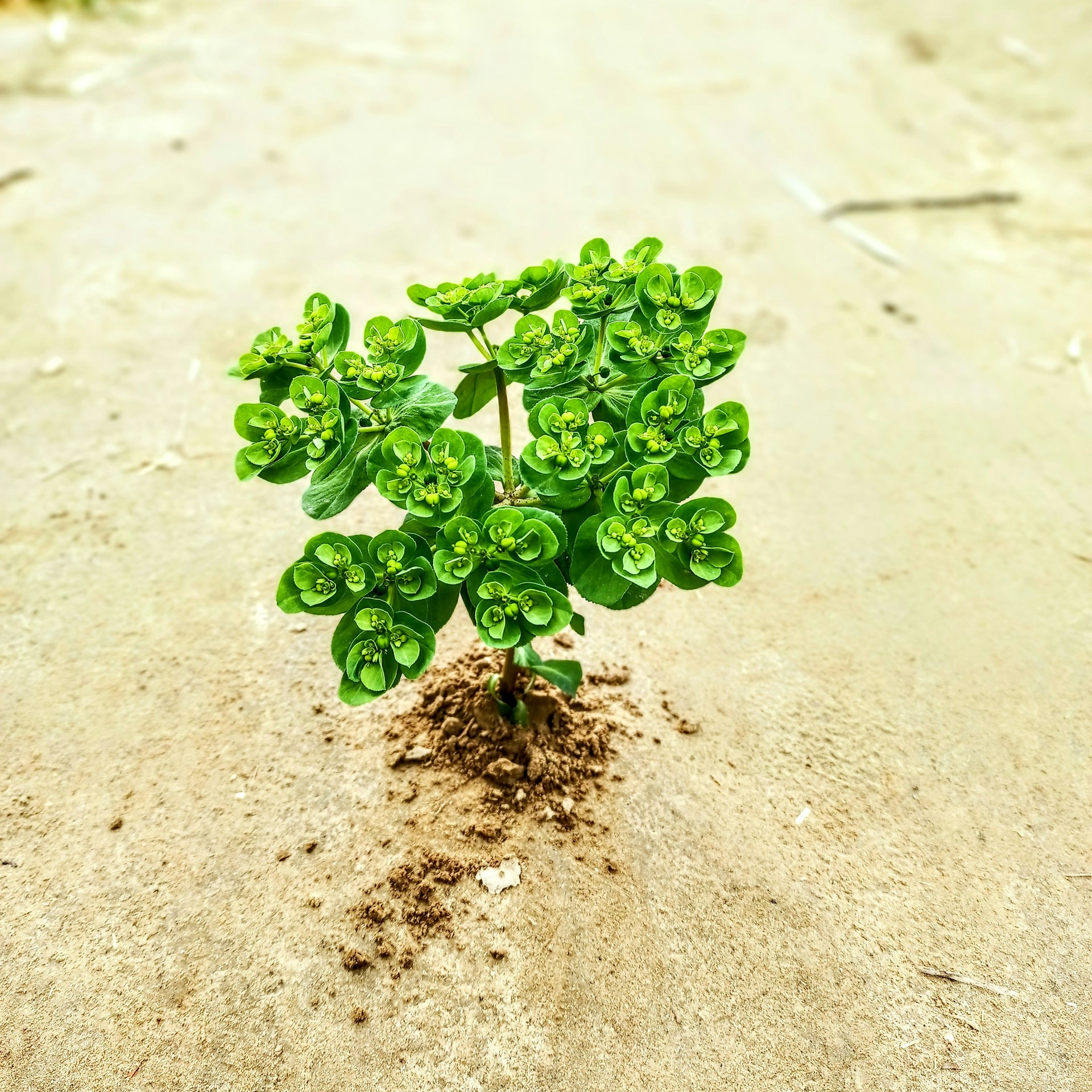 Unlocking Social Impact: How Social Entrepreneurship and Impact Investment Drive Positive Change